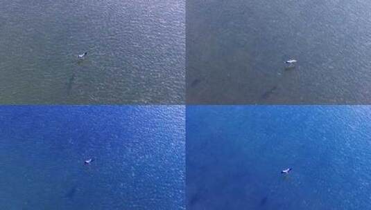 江面飞行的白鹭 水鸟高清在线视频素材下载