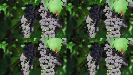 葡萄园葡萄架上的紫葡萄高清在线视频素材下载