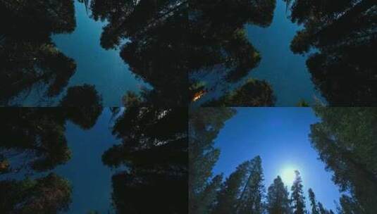 夜空星辰 深林 树木延时高清在线视频素材下载