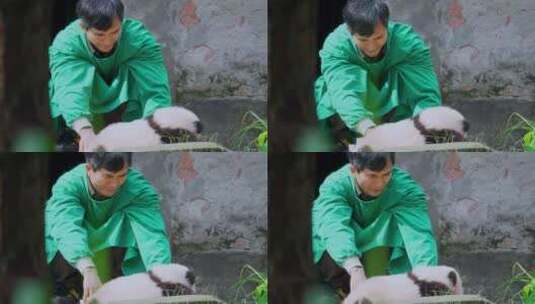 大熊猫幼崽宝宝晒太阳高清在线视频素材下载