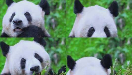 大熊猫吃竹叶特写高清在线视频素材下载