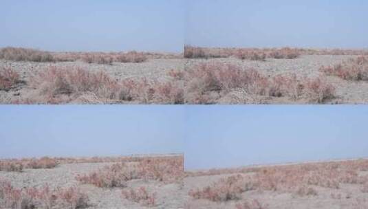 新疆秋天沙漠植被4K素材高清在线视频素材下载