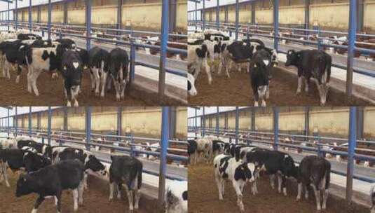 奶牛 奶牛养殖高清在线视频素材下载