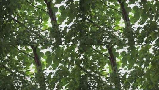 树林森林雨林下雨树叶树干高清在线视频素材下载