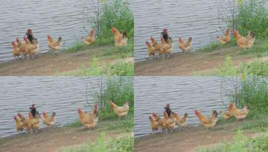 农村池塘河畔散养土鸡柴鸡高清在线视频素材下载