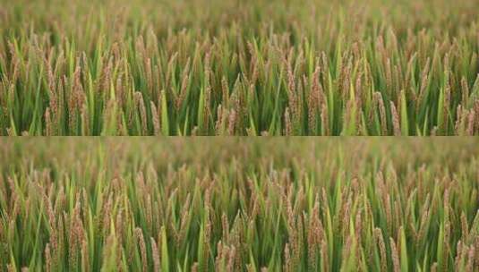 水稻实拍素材高清在线视频素材下载
