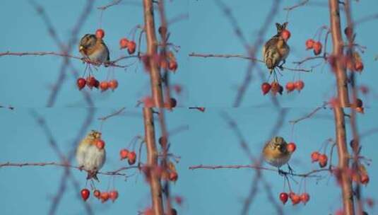 冬天树枝上觅食的小鸟高清在线视频素材下载
