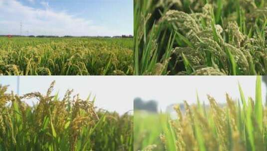 农业乡村振兴水稻稻田素材高清在线视频素材下载