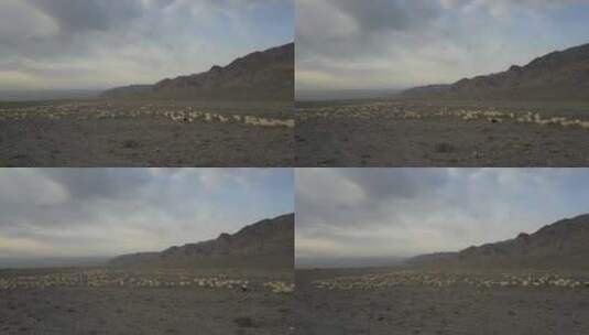 嘉峪关羊群 航拍高清在线视频素材下载
