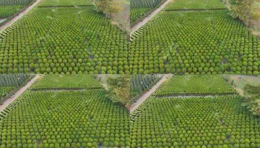 绿植盆景种植园自动浇灌洒水高清在线视频素材下载