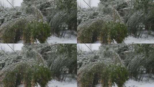 下大雪的时候的竹林高清在线视频素材下载