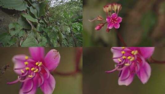 4K森林野生植物高清在线视频素材下载