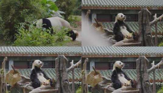 2024广州动物园大熊猫雅一星一高清在线视频素材下载