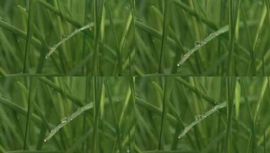 植物特写镜头高清在线视频素材下载