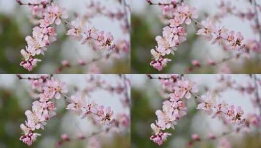 春天盛开的粉色桃花碧桃山桃花朵特写高清在线视频素材下载