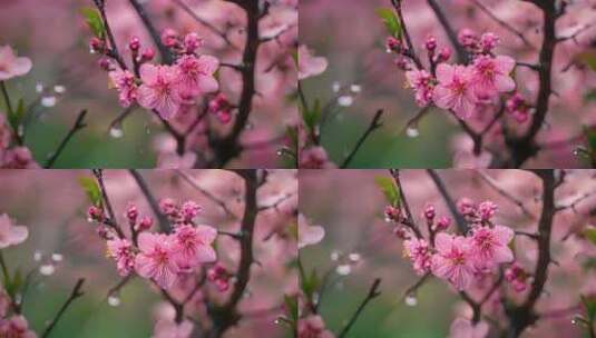 春天雨中桃花特写高清在线视频素材下载