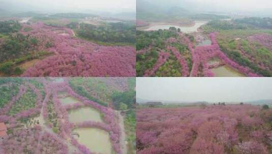 【镜头合集】湖南衡阳市樱花樱花园航拍风光高清在线视频素材下载