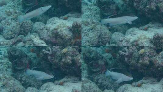 海底游动的鱼【4K】高清在线视频素材下载