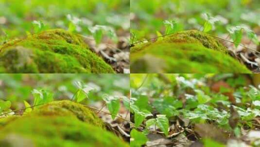 4k实拍绿色植物苔藓藤蔓特写镜头高清在线视频素材下载
