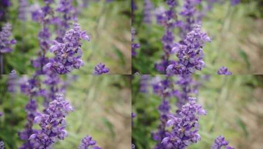 蜜蜂在紫色的花朵采蜜 高清在线视频素材下载