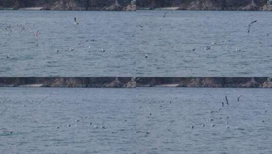 烟台山脚下成群飞翔的海鸥高清在线视频素材下载