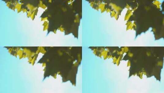 阳光照耀着梧桐树叶高清在线视频素材下载