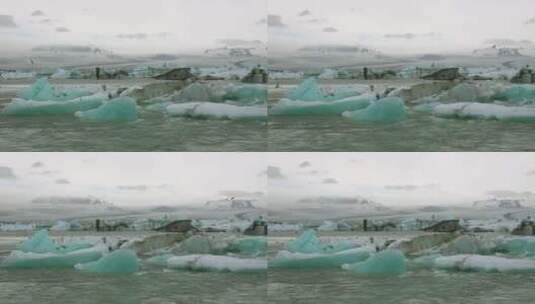 北极燕鸥落在冰川上高清在线视频素材下载