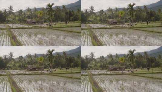 印度尼西亚稻田里的农民高清在线视频素材下载