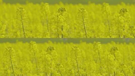 金色油菜花的特写镜头高清在线视频素材下载