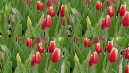 郁金香花卉植物含苞待放慢动作高清在线视频素材下载