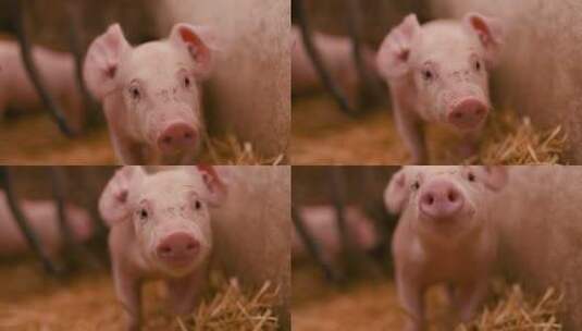 猪圈里的小猪高清在线视频素材下载