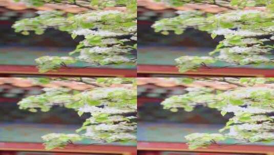 竖屏春天中国北京故宫博物院内绽放的海棠花高清在线视频素材下载