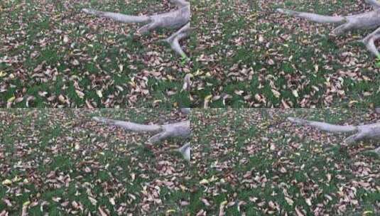大树下的落叶高清在线视频素材下载