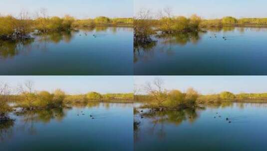 阿克苏湿地公园野鸭子高清在线视频素材下载