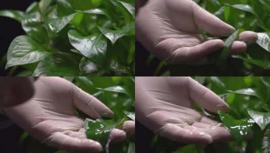 绿化除甲醛绿萝绿叶植物高清在线视频素材下载