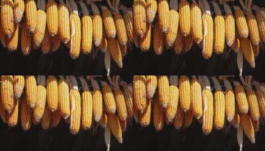 丰收过年富足悬挂的玉米高清在线视频素材下载