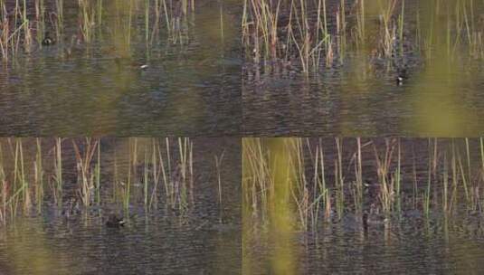 河里游动的野鸭子高清在线视频素材下载