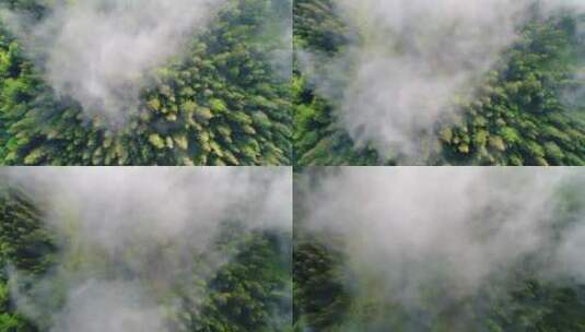雾气弥漫的森林的俯瞰鸟瞰高清在线视频素材下载