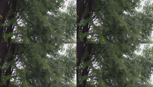 4K实拍大树淋雨高清在线视频素材下载