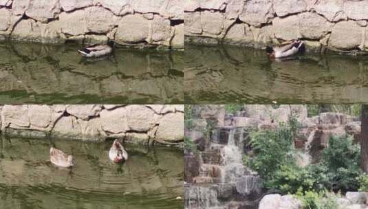 【镜头合集】野鸭水禽鸟岛高清在线视频素材下载