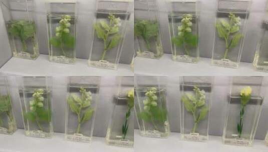 装饰用植物标本生物标本高清在线视频素材下载