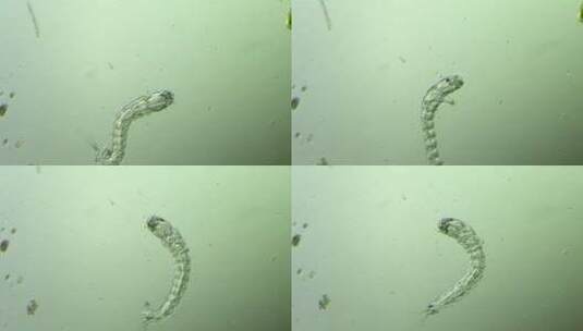生命科学纪录片素材，显微镜下的摇蚊幼虫3高清在线视频素材下载