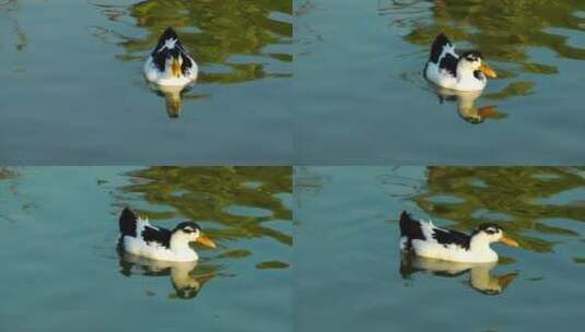 湖上黑白相间的鸭子高清在线视频素材下载