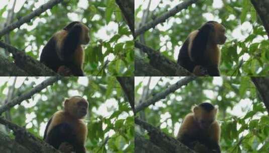 树上一只卷尾猴的特写镜头高清在线视频素材下载
