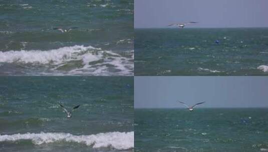 海鸥飞翔 捕鱼慢动作素材高清在线视频素材下载