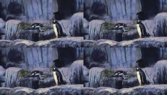 企鹅 帝企鹅 南极企鹅高清在线视频素材下载