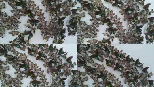 博物馆好看的美丽蝴蝶标本高清在线视频素材下载