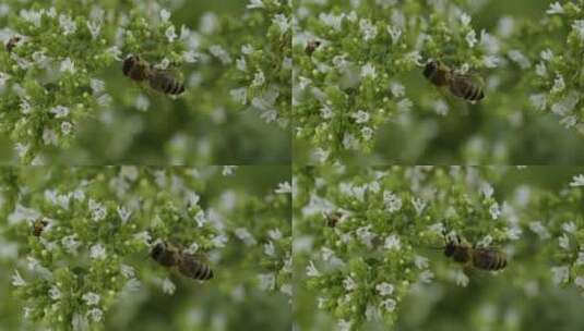 蜜蜂在给花朵授粉高清在线视频素材下载