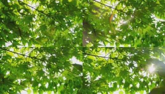 树荫阳光穿透树叶夏天清新高清在线视频素材下载