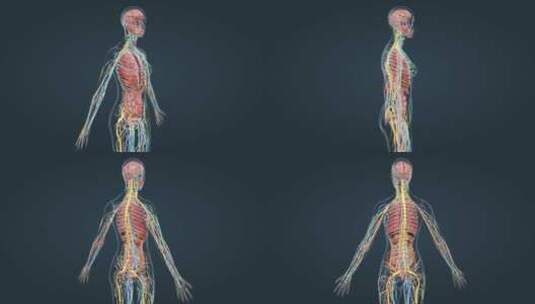 医疗人体解剖女性生殖器官神经系统三维动画高清在线视频素材下载
